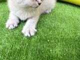 British Shorthair 2 Nisan Doğumlu Son Bir Adet Yavru Izmir