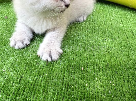 British Shorthair 2 Nisan Doğumlu Son Bir Adet Yavru Izmir görsel