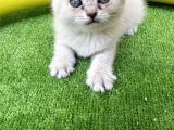 British Shorthair 2 Nisan Doğumlu Son Bir Adet yavru izmir