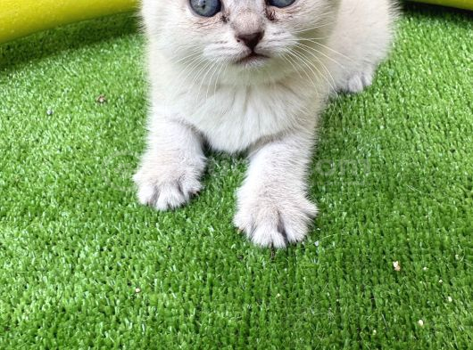 British Shorthair 2 Nisan Doğumlu Son Bir Adet Yavru Izmir