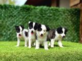 Border Collie Yavrularımız