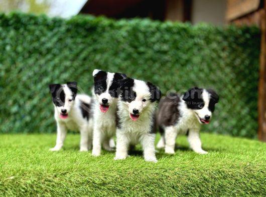 Border Collie Yavrularımız görsel
