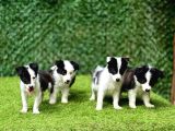 Border Collie Yavrularımız