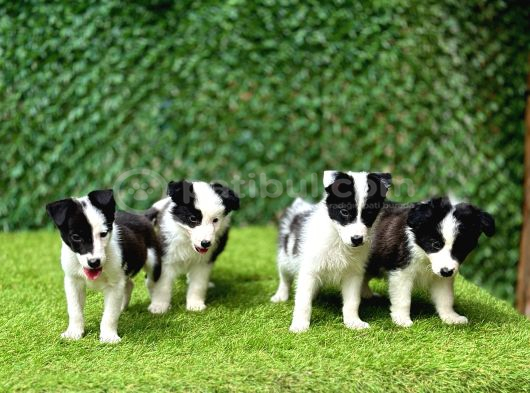 Border Collie Yavrularımız görsel