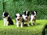 Border Collie Yavrularımız