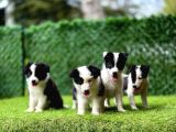 Border Collie Yavrularımız