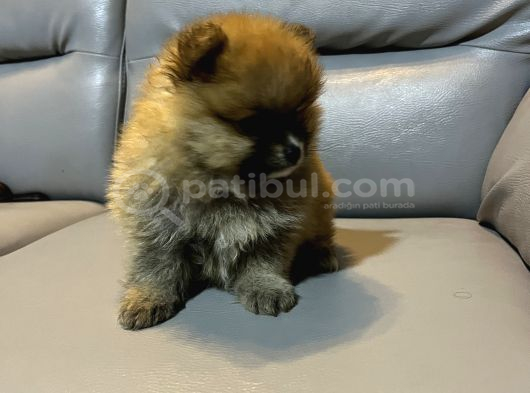 Pomarian Uygun Boo Bebekler görsel