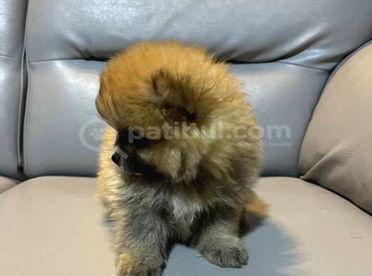 Pomarian Uygun Boo Bebekler görsel