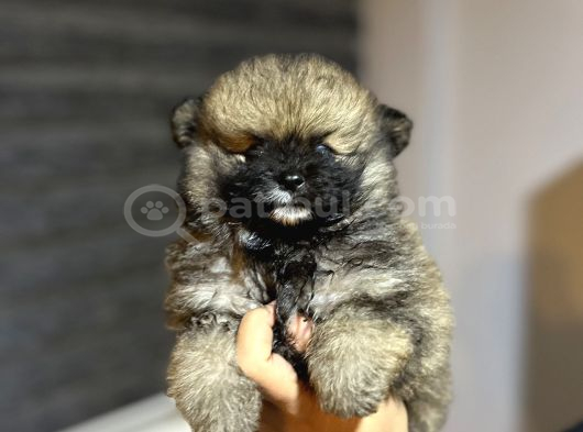 Pomarian Uygun Boo Bebekler görsel