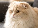 NADİR IRK MUNCHKIN CUCE KEDI ERKEK