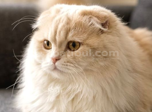 Nadi̇r Irk Munchkin Cuce Kedi Erkek
