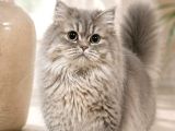 Nadi̇r Irk Munchkin Cuce Kedi Erkek