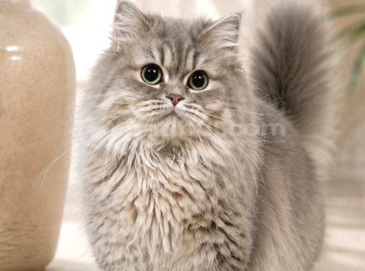 Nadi̇r Irk Munchkin Cuce Kedi Erkek görsel