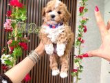Orjinal Maltipoo Yavru