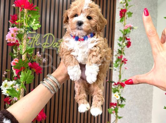 Orjinal Maltipoo Yavru görsel