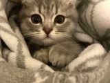 Scottish fold 3 Aylık