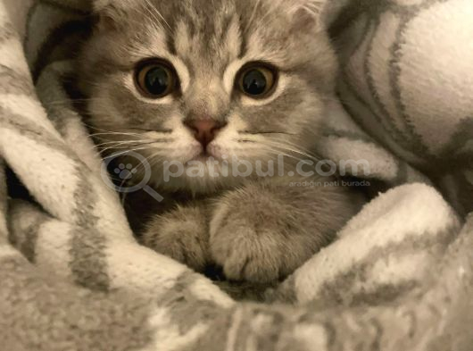 Scottish Fold 3 Aylık