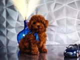 Kırmızı Kahve Rengiyle Göz Alıcı Toy Poodle