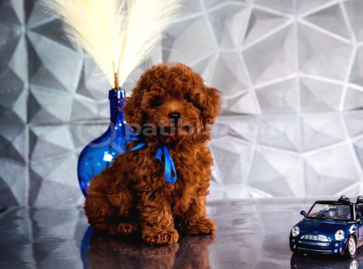 Kırmızı Kahve Rengiyle Göz Alıcı Toy Poodle görsel