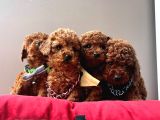 A Kalite Mini Boy Red Brown Toy Poodle