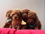 A Kalite Mini Boy Red Brown Toy Poodle