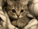 Scottish Fold 3 Aylık