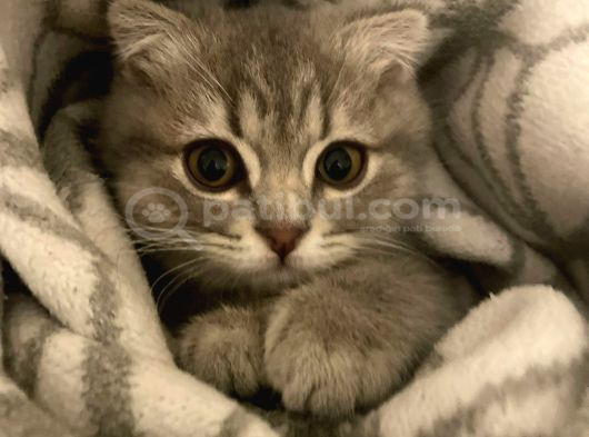 Scottish Fold 3 Aylık görsel