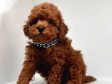 Orjinal Toy Boy Poodle Sağlıklı Bebekler