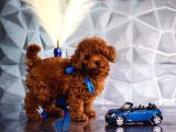 Kırmızı Kahve Rengiyle Göz Alıcı Toy Poodle