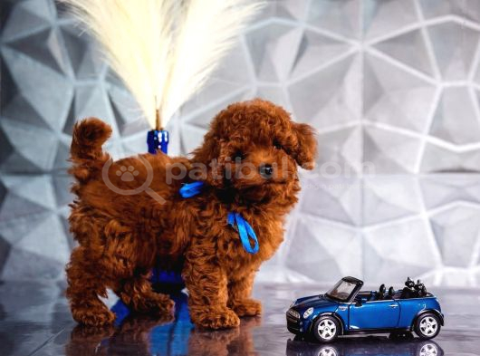 Kırmızı Kahve Rengiyle Göz Alıcı Toy Poodle görsel