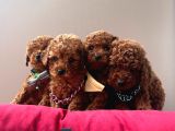 A Kalite Mini Boy Red Brown Toy Poodle