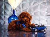 Kırmızı Kahve Rengiyle Göz Alıcı Toy Poodle