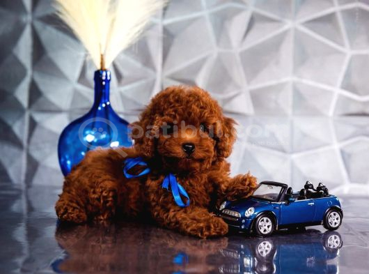 Kırmızı Kahve Rengiyle Göz Alıcı Toy Poodle görsel