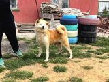 Dişi erkek Japon akita yavrularımız