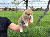 Dişi Erkek Japon Akita Yavrularımız