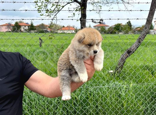 Dişi Erkek Japon Akita Yavrularımız görsel