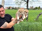 Dişi Erkek Japon Akita Yavrularımız