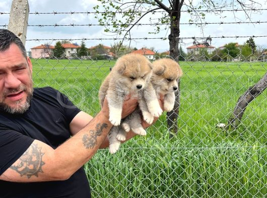 Dişi Erkek Japon Akita Yavrularımız görsel