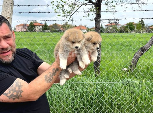 Dişi Erkek Japon Akita Yavrularımız görsel