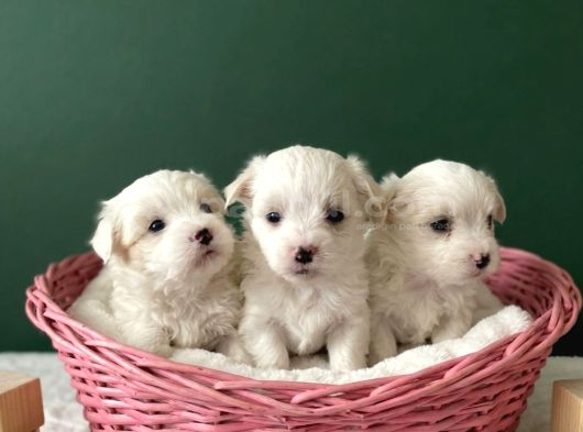 Maltese Terier Yavrularimiz görsel
