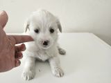 Maltese Terier Yavrularimiz