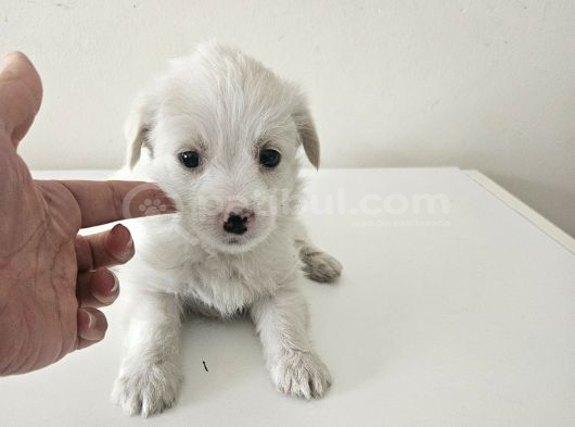 Maltese Terier Yavrularimiz görsel