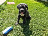 4 Aylık  Blue Cane Corso