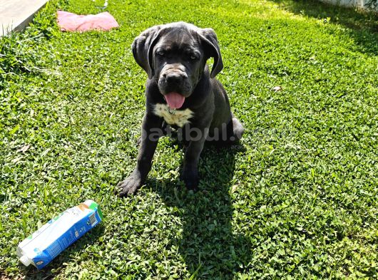 4 Aylık  Blue Cane Corso görsel