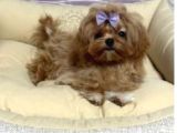 MALTİPOO CİNSİ YAVRULAR EV ÜRETİMİ
