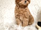 Toy Poodle Sevi̇mli̇ Yavrular Ev Üreti̇mi̇