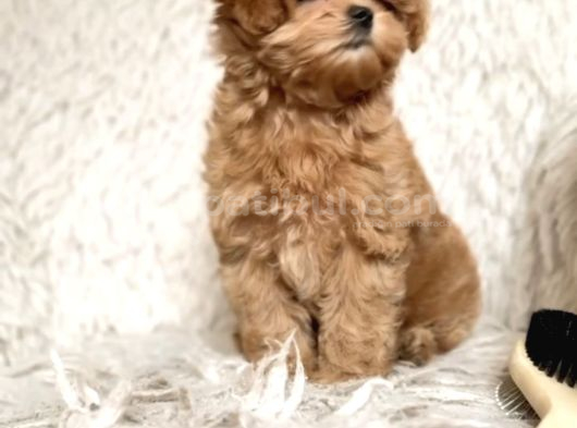 Toy Poodle Sevi̇mli̇ Yavrular Ev Üreti̇mi̇ görsel