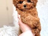 Toy Poodle Sevi̇mli̇ Yavrular Ev Üreti̇mi̇