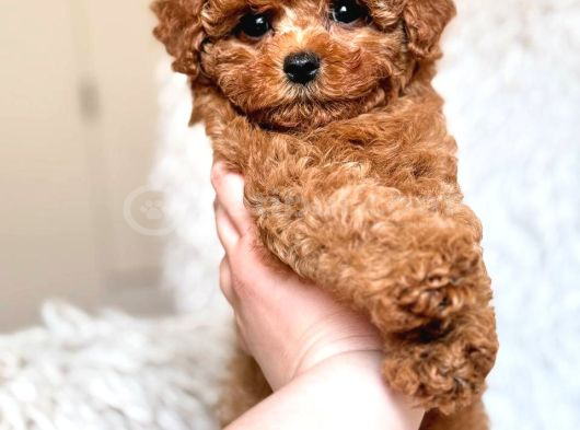 Toy Poodle Sevi̇mli̇ Yavrular Ev Üreti̇mi̇ görsel