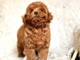 Toy Poodle Sevi̇mli̇ Yavrular Ev Üreti̇mi̇